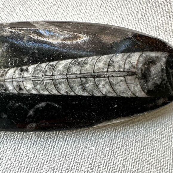 Orthocerras fossil - Picture 10 of 10